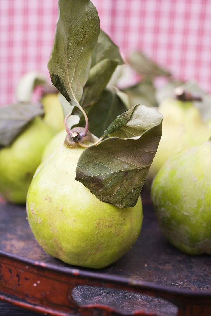 Quinces with leaves on tray