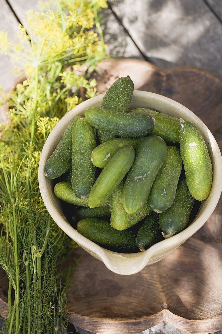 Pickling cucumbers in bowl, fresh dill beside it