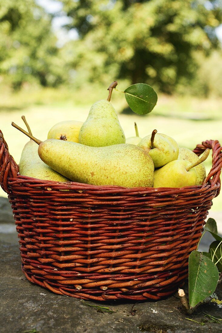 Frische Birnen im Korb auf Steinmauer im Garten