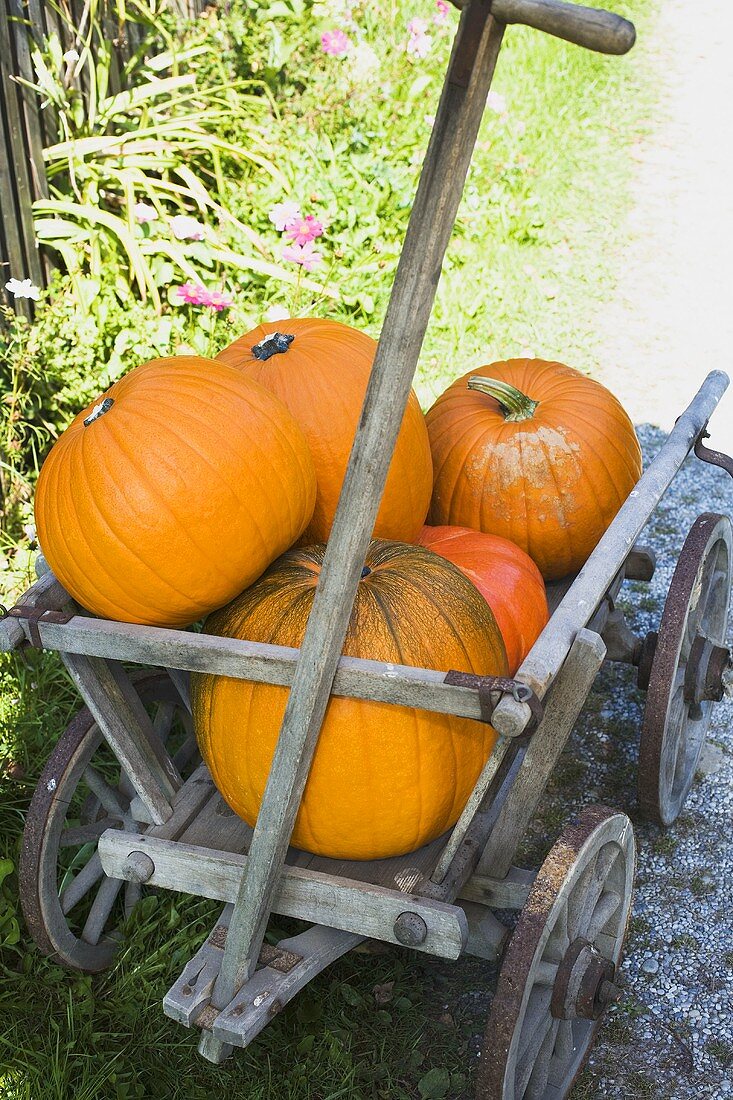 Orangefarbene Kürbisse im Holzkarren (aussen)