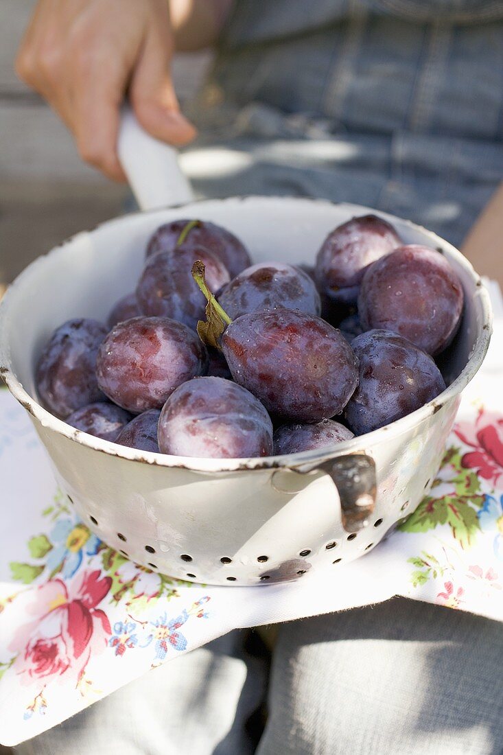 Hand holding colander full of fresh plums