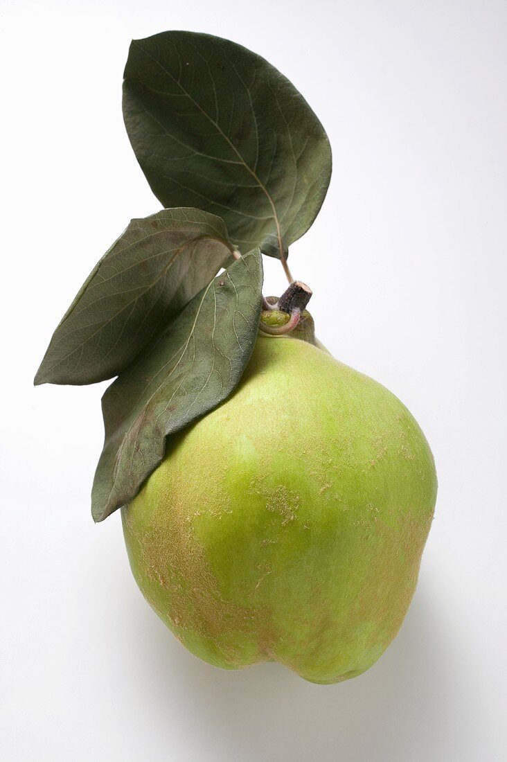 Fresh quince with leaves