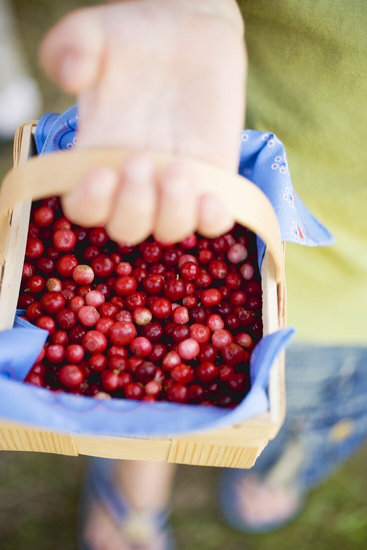 Hand holding woodchip basket of cranberries
