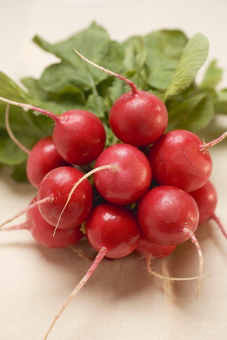 A bunch of radishes