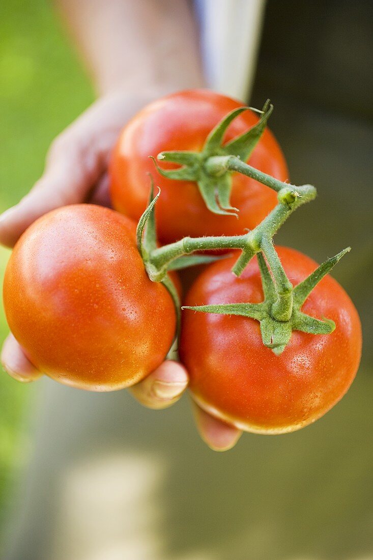 Hand holding fresh tomatoes on the vine