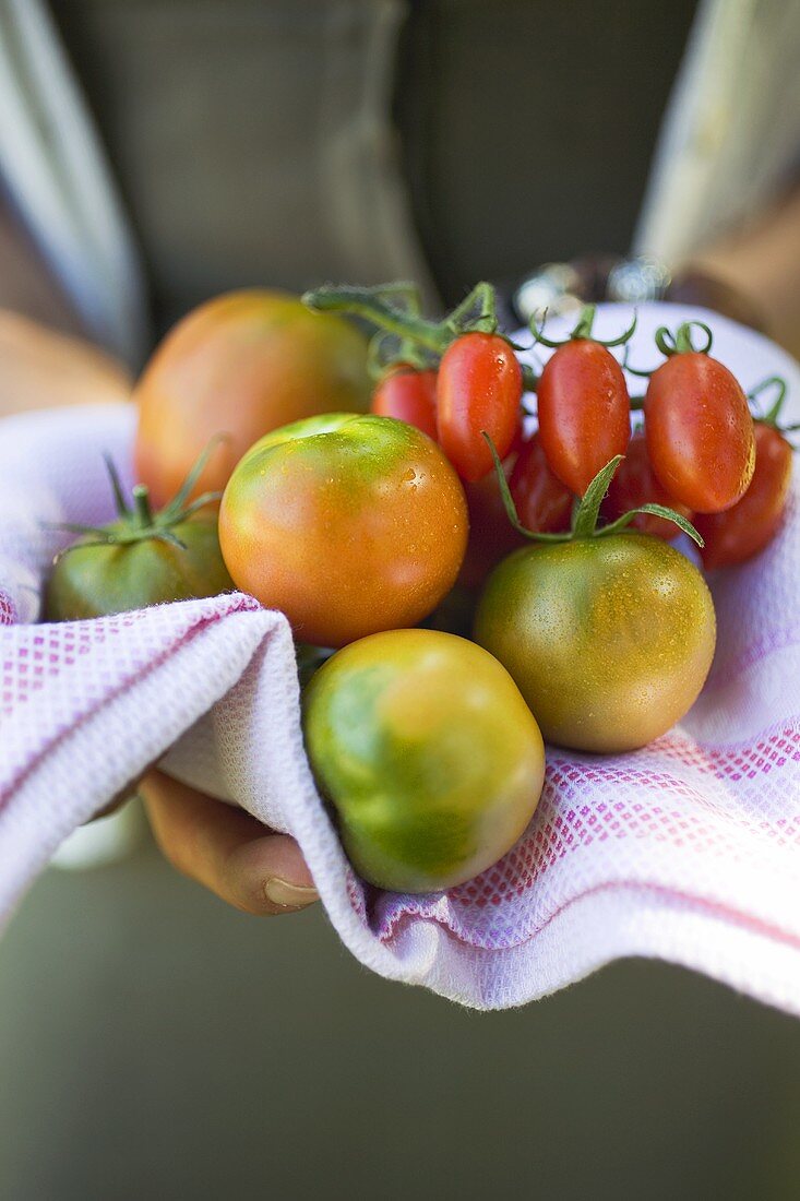 Hands holding different types of tomatoes on tea towel