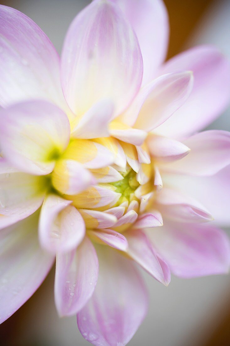 Pale pink dahlia