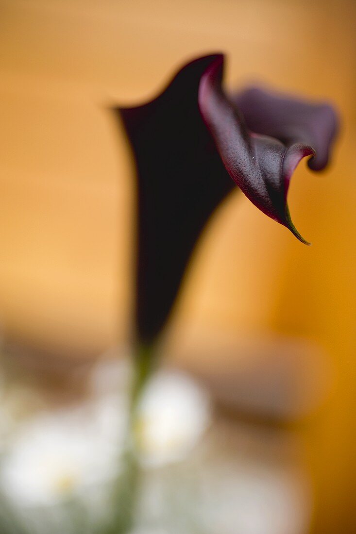 Dark red calla lily