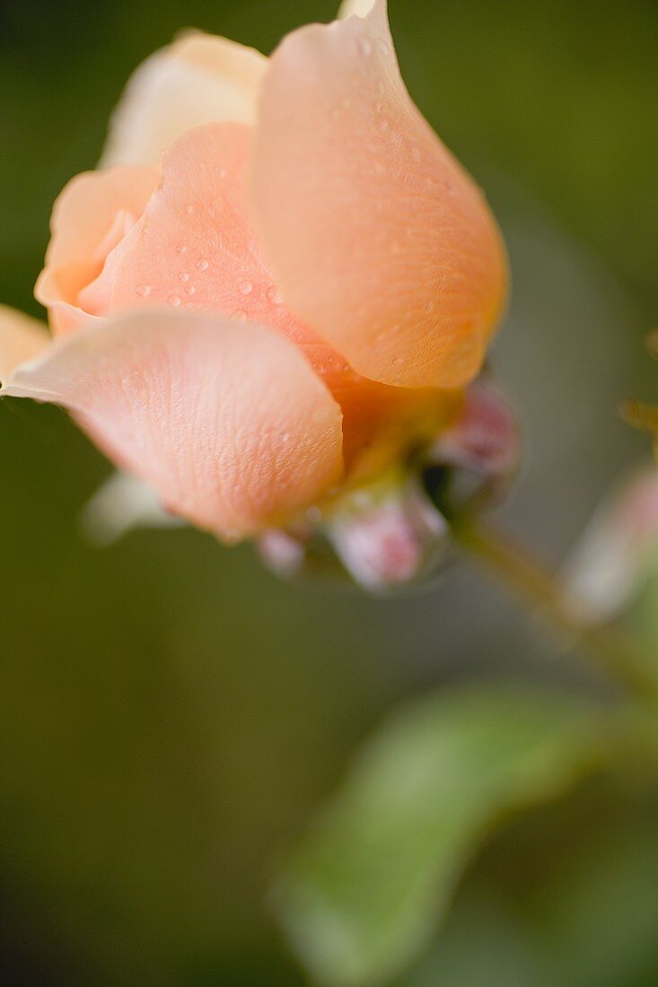 Salmon-pink rose