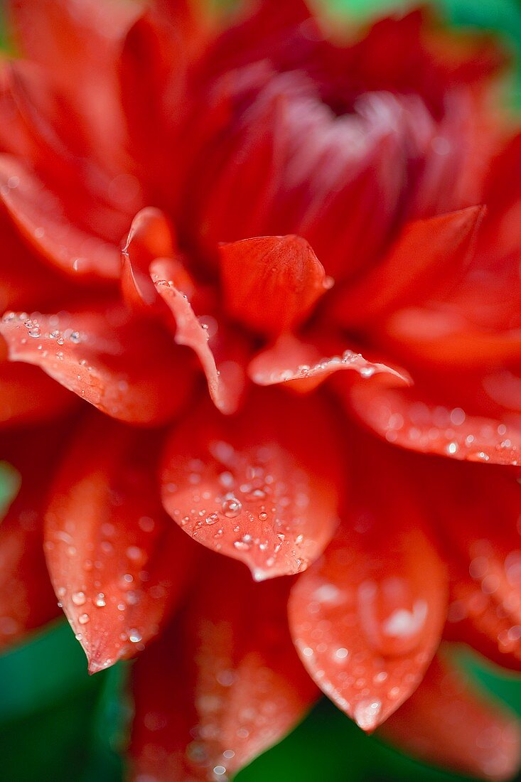 Red dahlia with drops of water