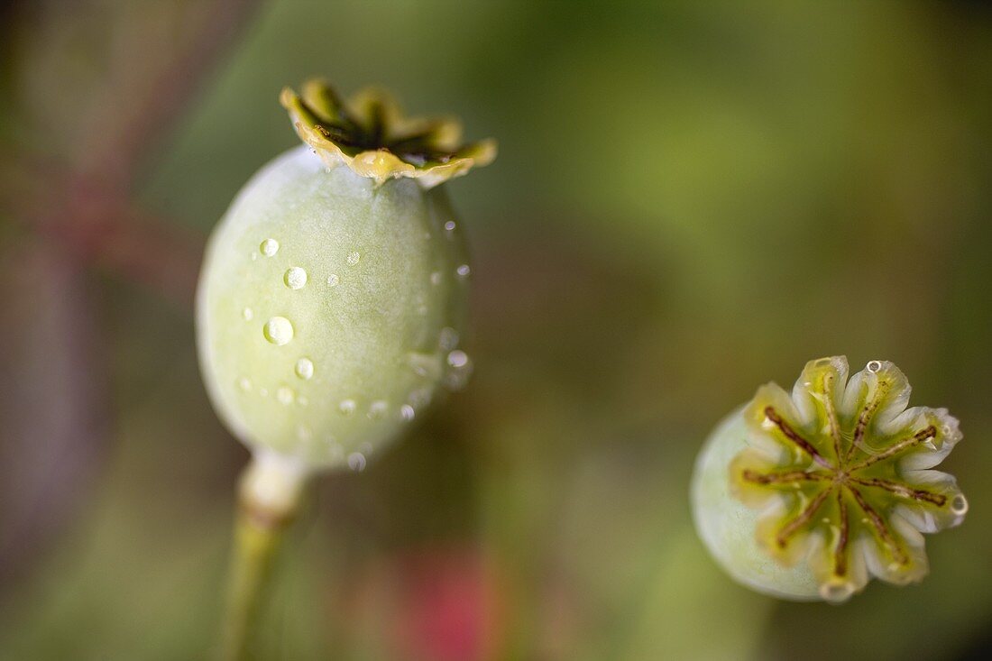 Mohnkapseln mit Wassertropfen