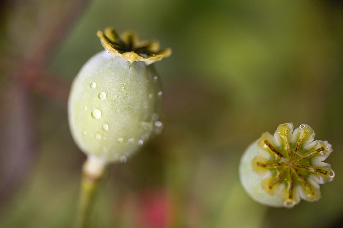 Poppy seed heads with drops of water