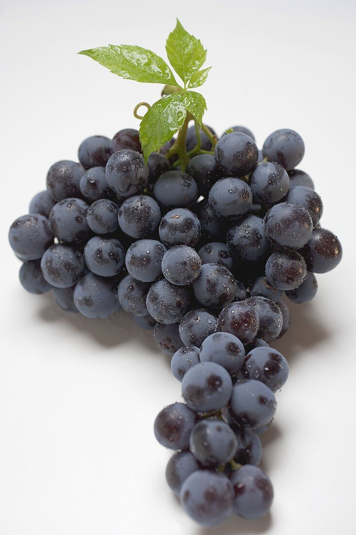 Black grapes with leaf