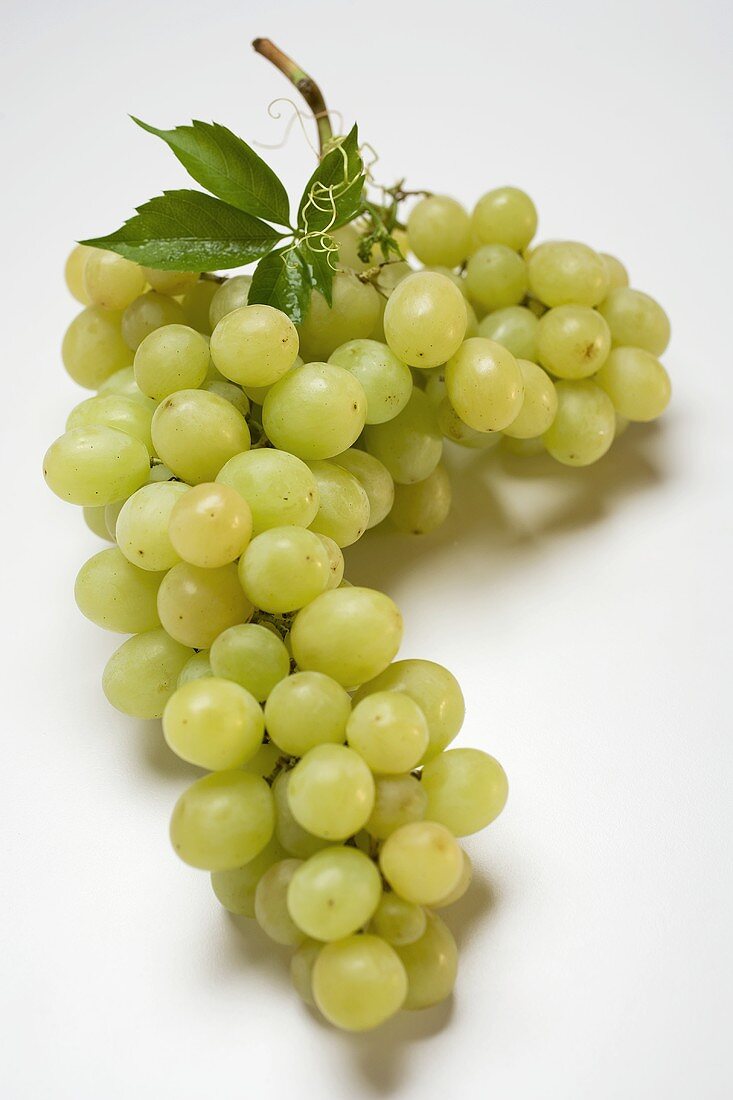Green Muscat grapes with leaf