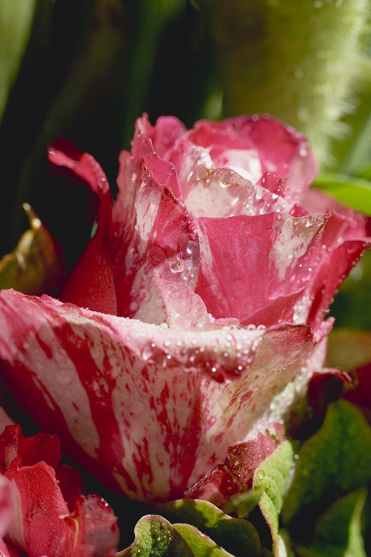 Rot-weiße Rose mit Wassertropfen (Close Up)