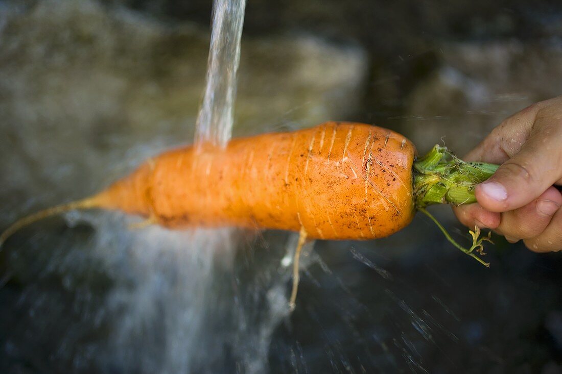 Child's hand holding carrot under running water