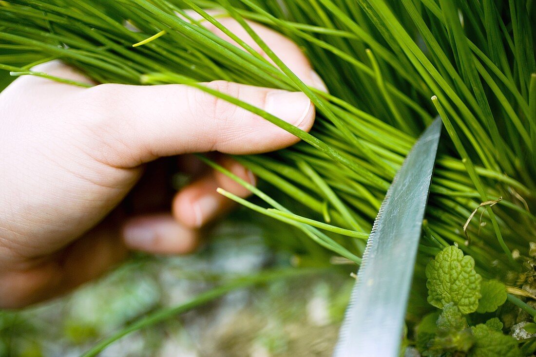 Hand cutting chives in the open air