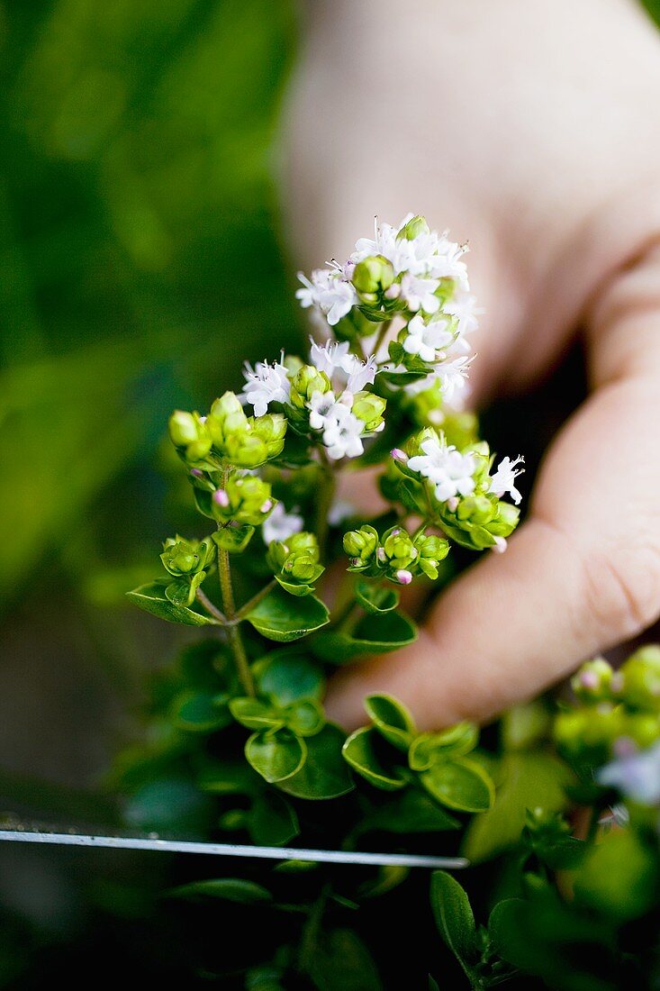 Hand holding flowering marjoram