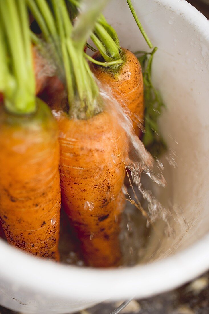 Washing carrots in a bucket
