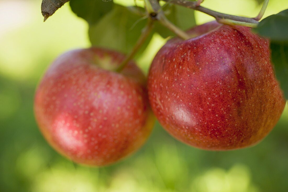 Two Gala apples on a branch