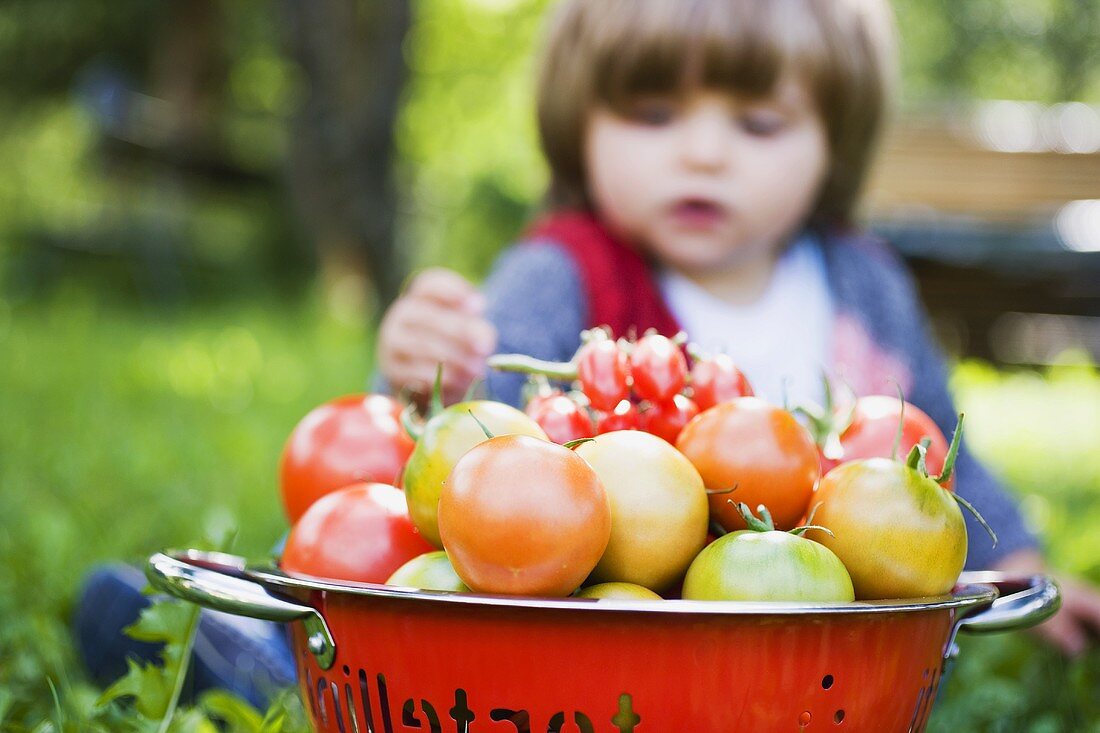 Verschiedene Tomaten im Sieb, im Hintergrund kleines Mädchen