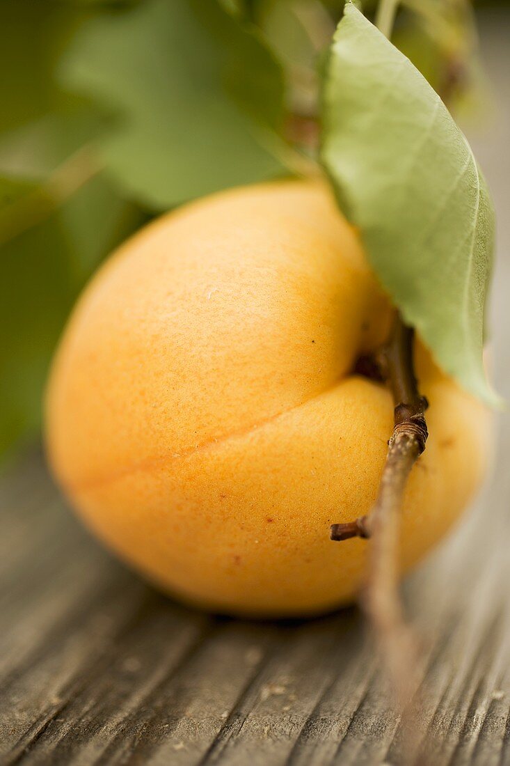 Apricot with leaves