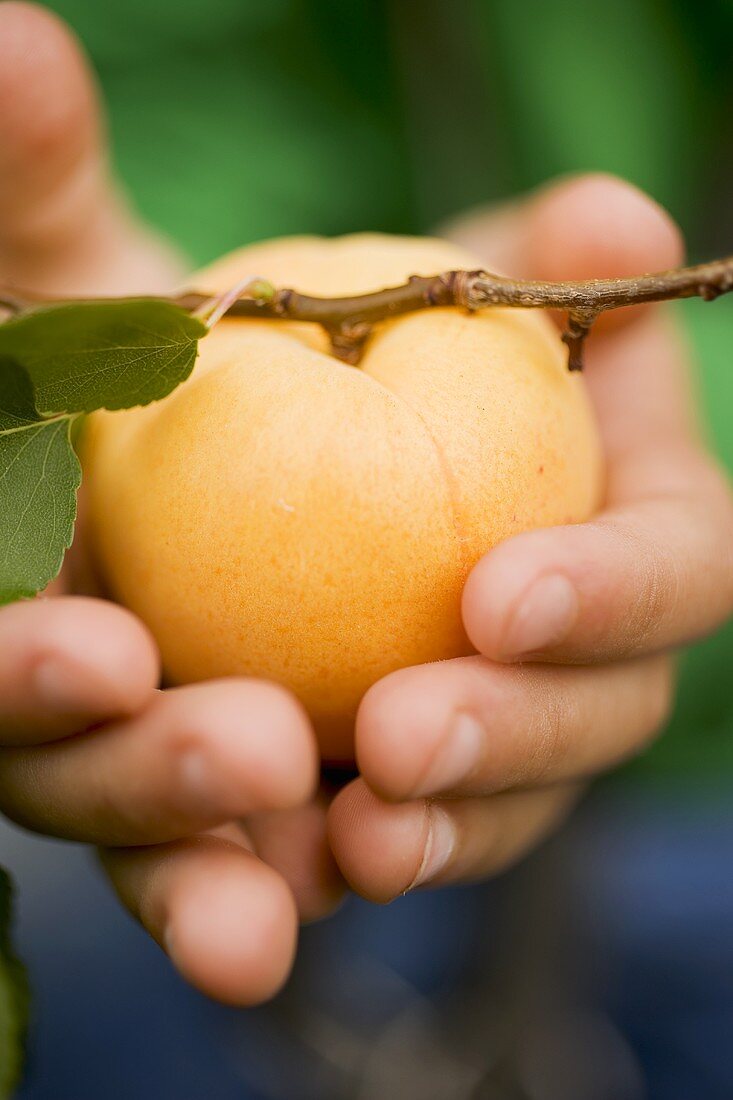 Child's hands holding an apricot