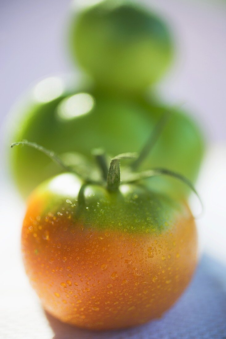 Tomatoes, green and orange, with drops of water