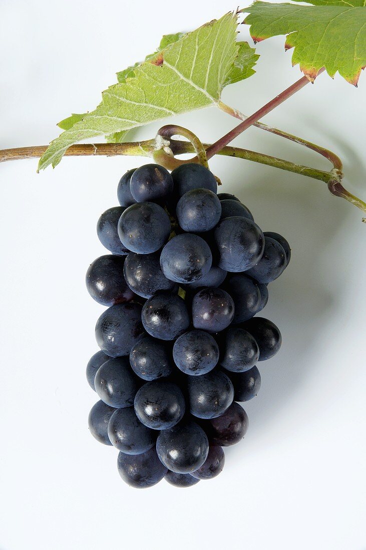 Black grapes, variety Müllerrebe, with leaves