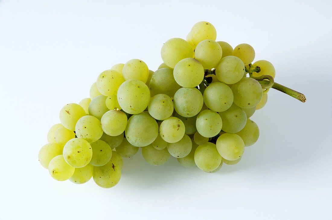 Green grapes, variety Reichensteiner