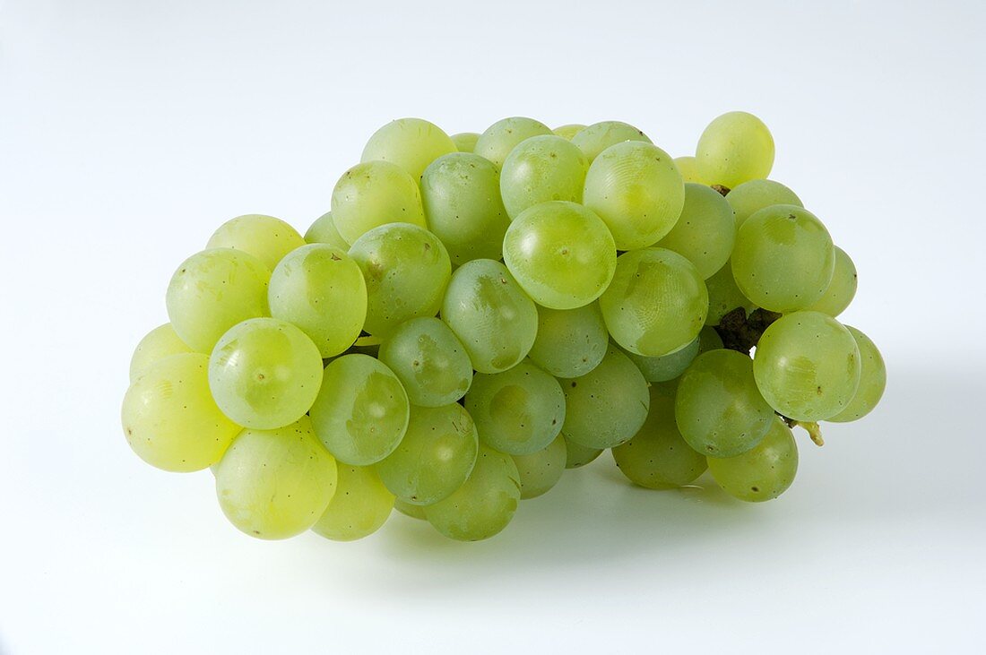Green grapes, variety Weisser Elbling