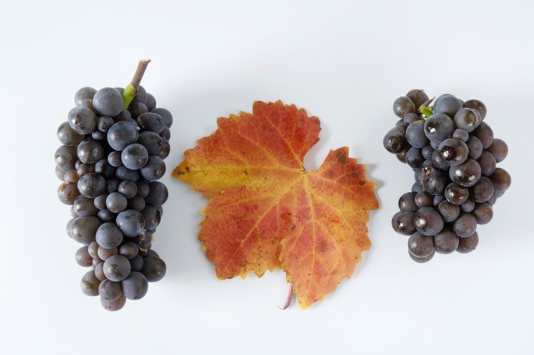 Black grapes, variety Ruländer, with leaf