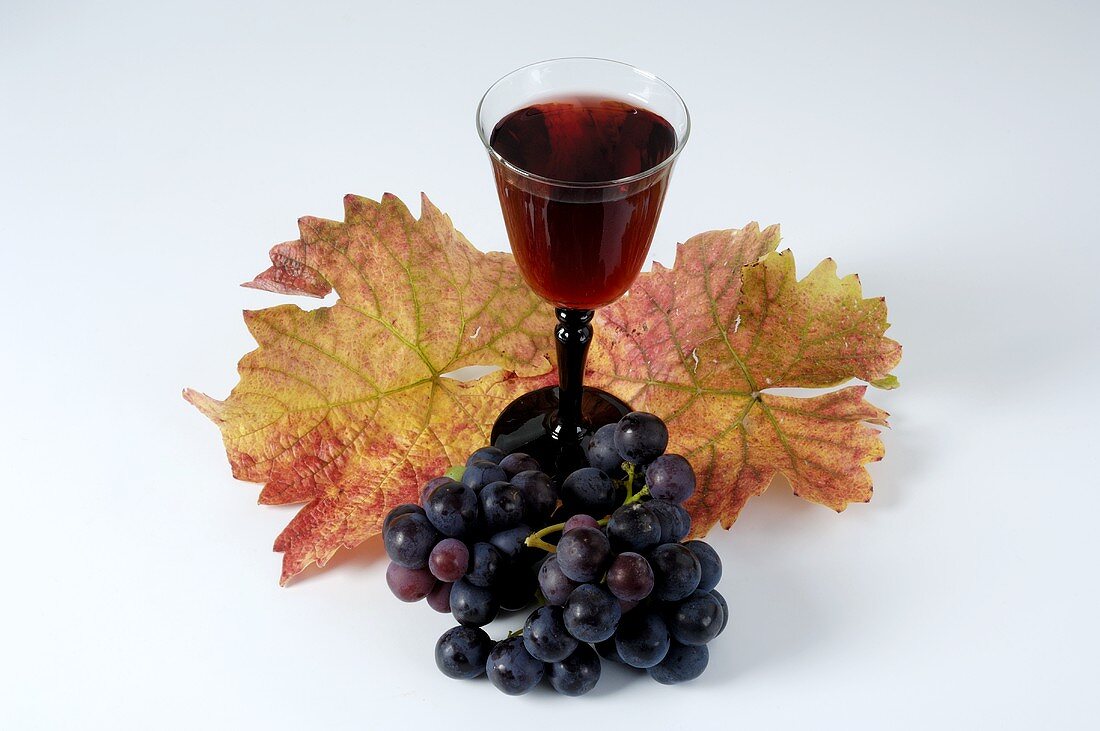Glas Rotwein, blaue Trauben, Sorte Trollinger, und Blätter