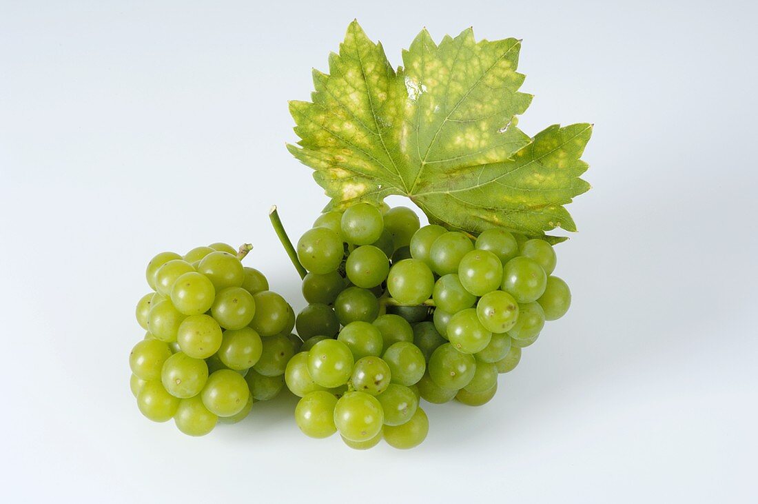 Green grapes, variety Moria Muskat, with leaf