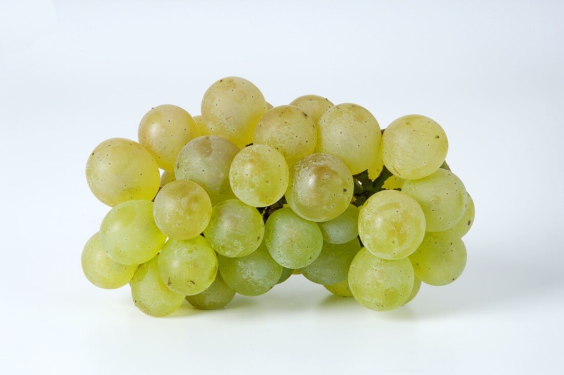 Green grapes, variety Auxerrois