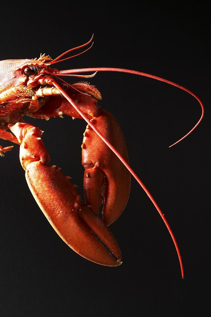 Cooked lobster against black background