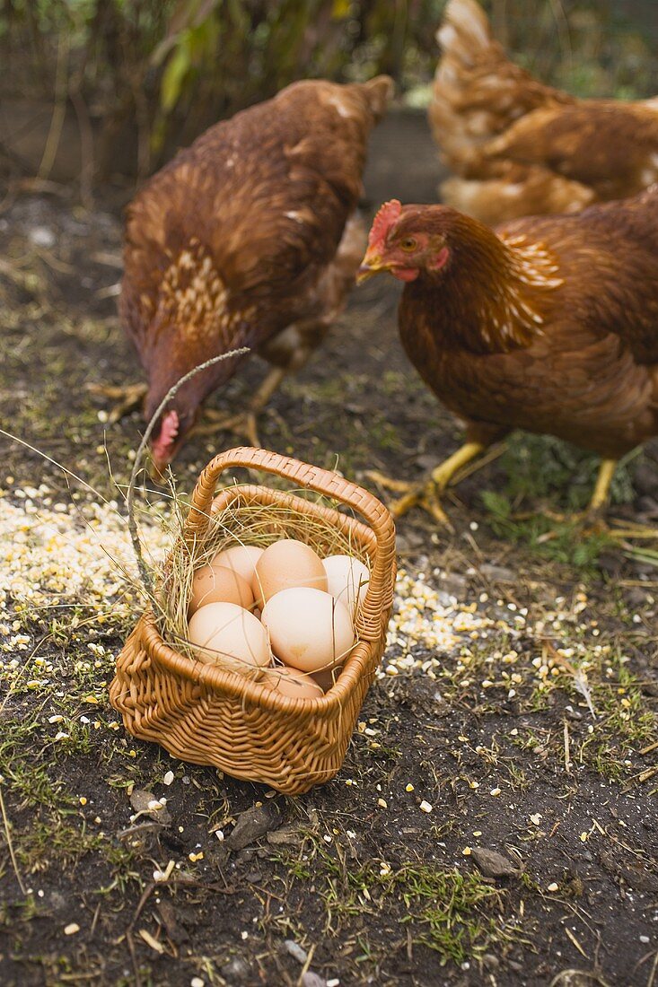 Eier im Korb, dahinter freilaufende Hühner