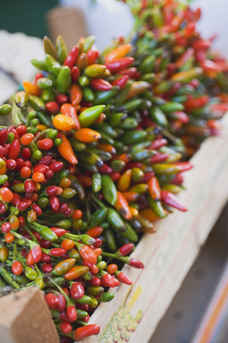 Green and red chillies in crate