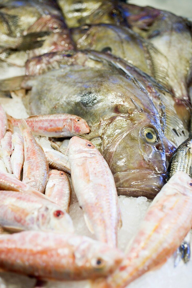 Red mullet and sea bream at a market