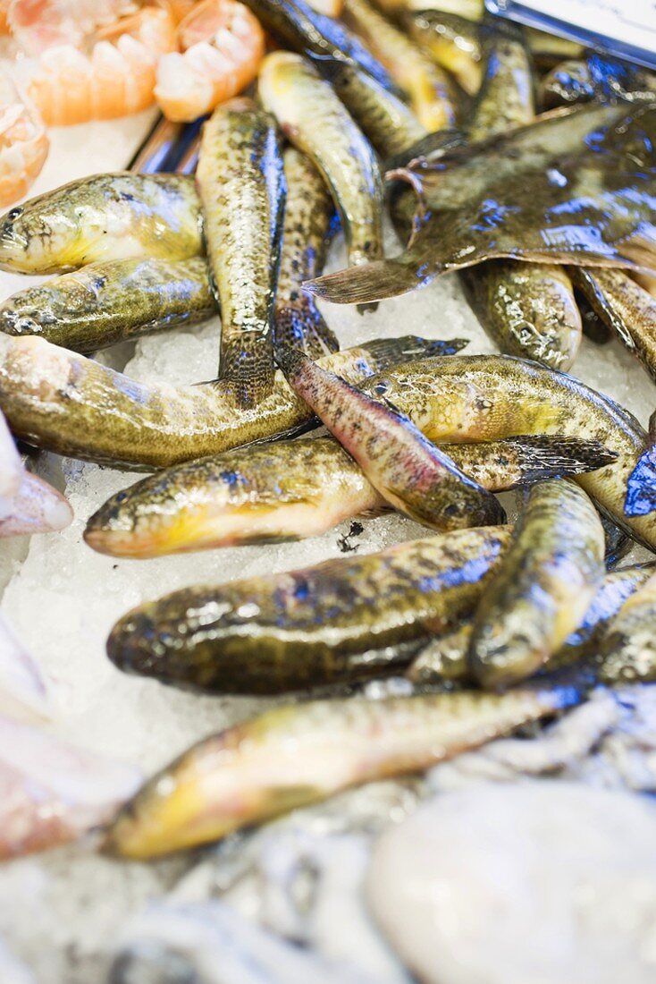 Fresh fish and shrimps at a market