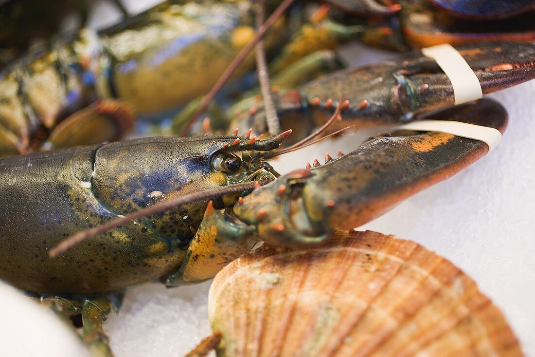 Fresh lobster on ice (detail)