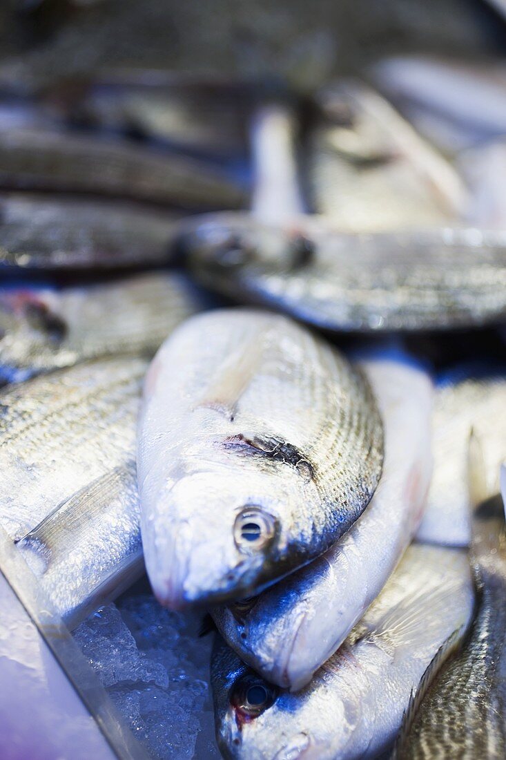 Fresh sea bream at a market