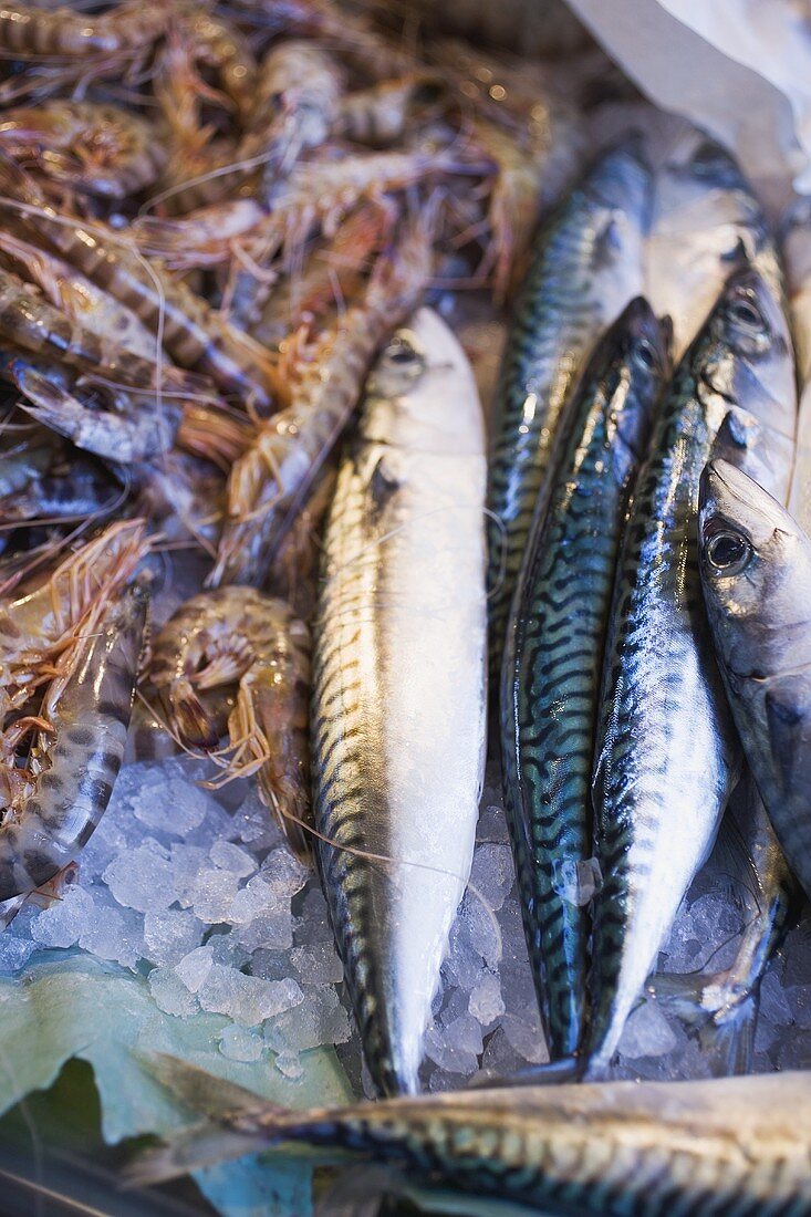 Makrelen und Tiger Prawns auf Eis