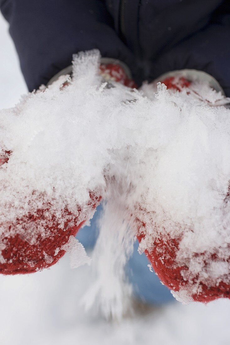 Hands in woollen mittens full of snow