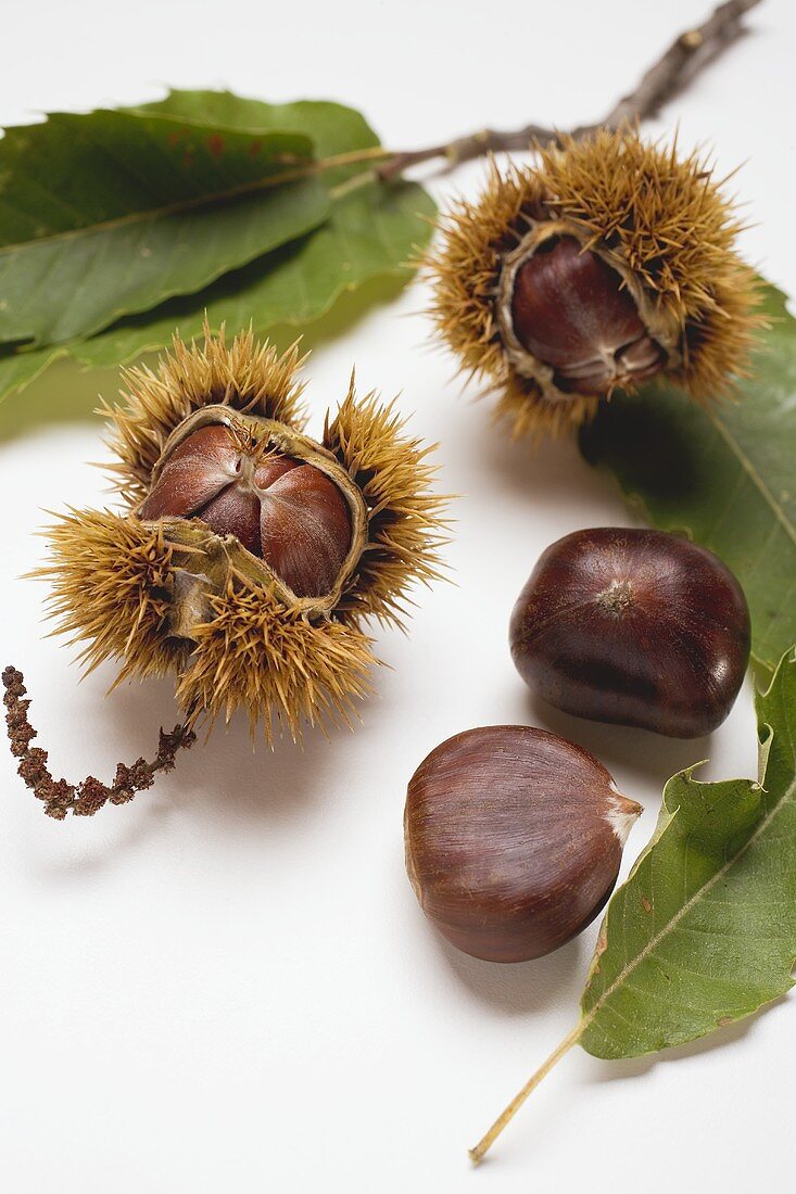 Sweet chestnuts with leaves