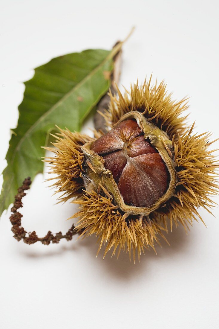 Sweet chestnut with leaf