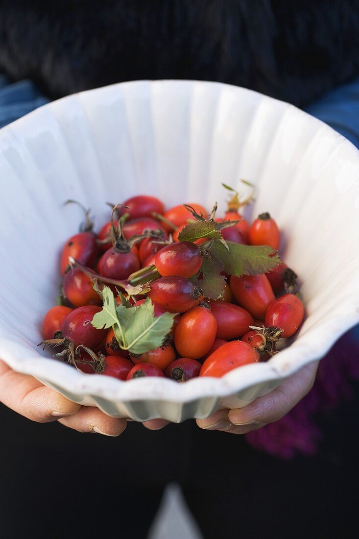 Hands holding a dish of rose hips
