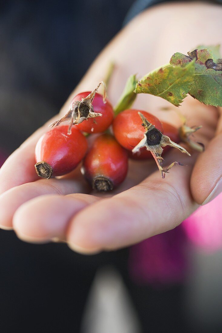 Hand holding a few rose hips with leaf