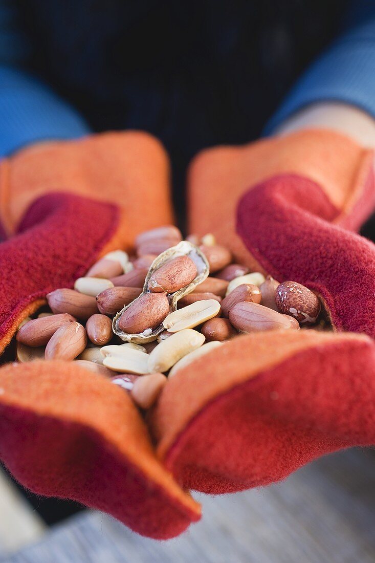 Hands in mittens holding peanuts