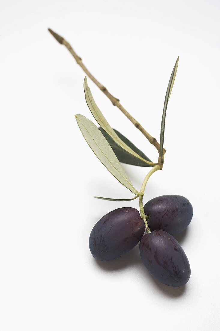 Black olives on twig on white background